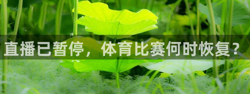 360体育无插件直播高清：直播已暂停，体育比赛何时恢复？